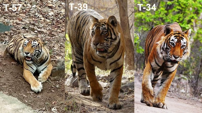 Ranthambore tiger fight story