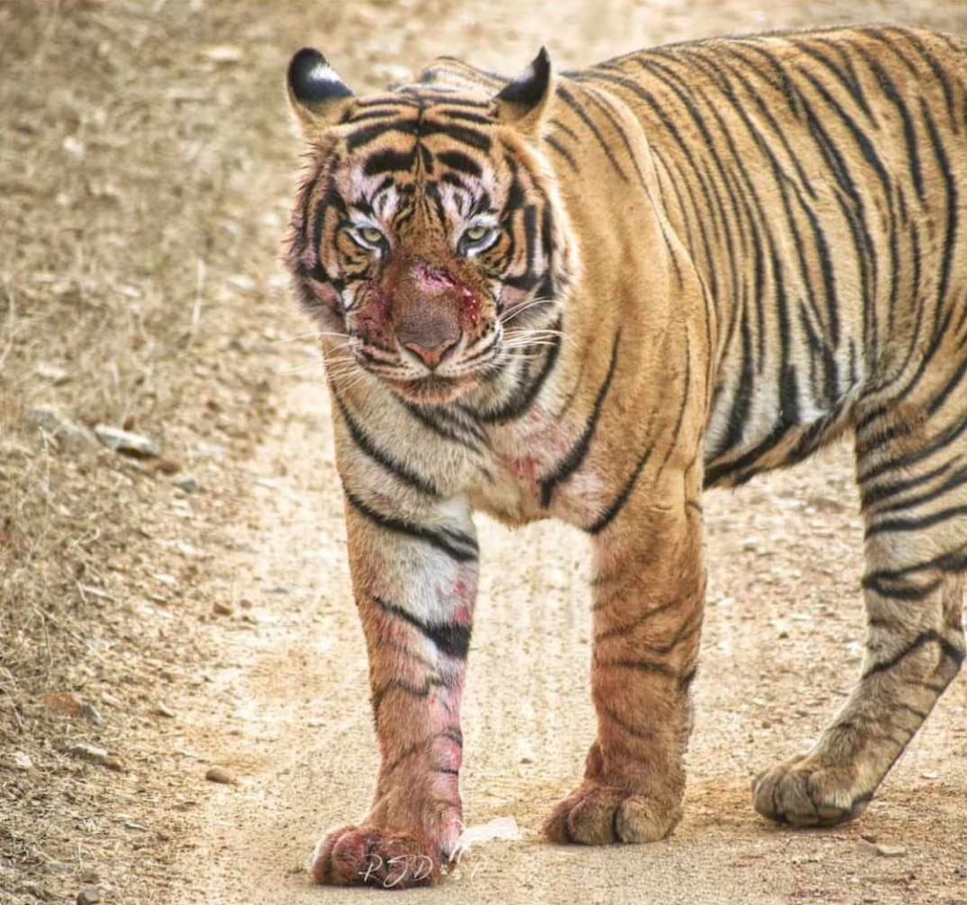 Ranthambre Tiger