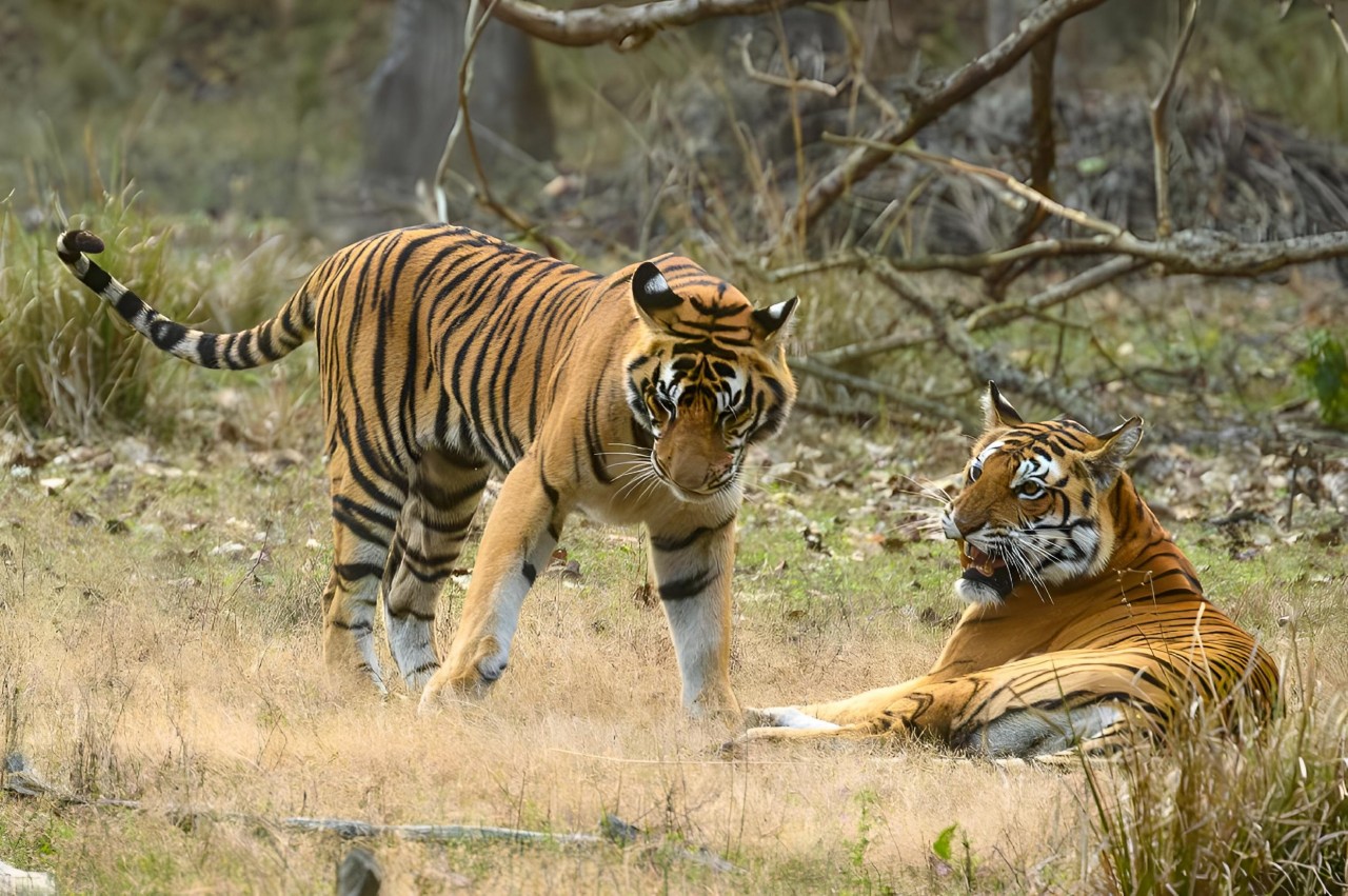 Rich Wildlife Diversity ranthambhorenationalpark