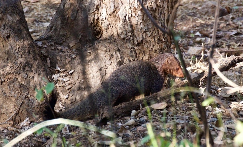 Ruddy Mongoose or Black tailed mongoose