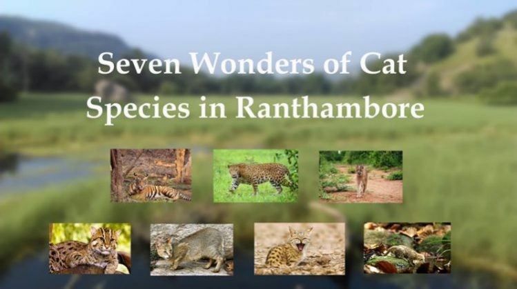 Seven Wonders Cat Species in Ranthambore