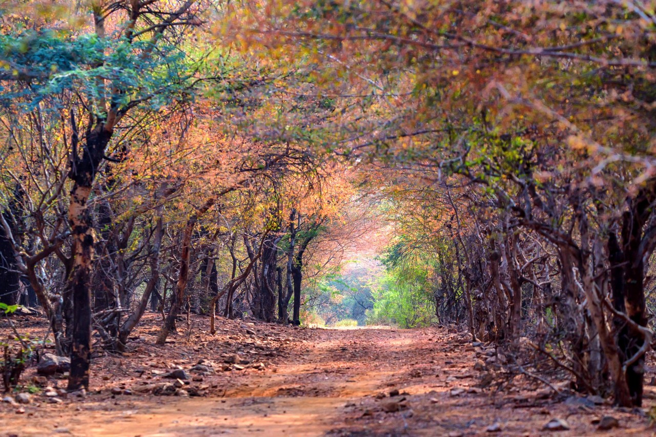 Stunning Landscapes ranthambhorenationalpark