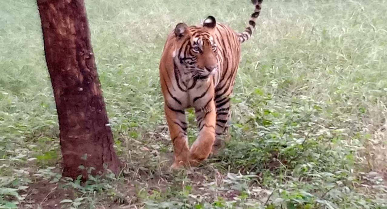 Tigress Sultana is getting furious due to change in hormones: A report