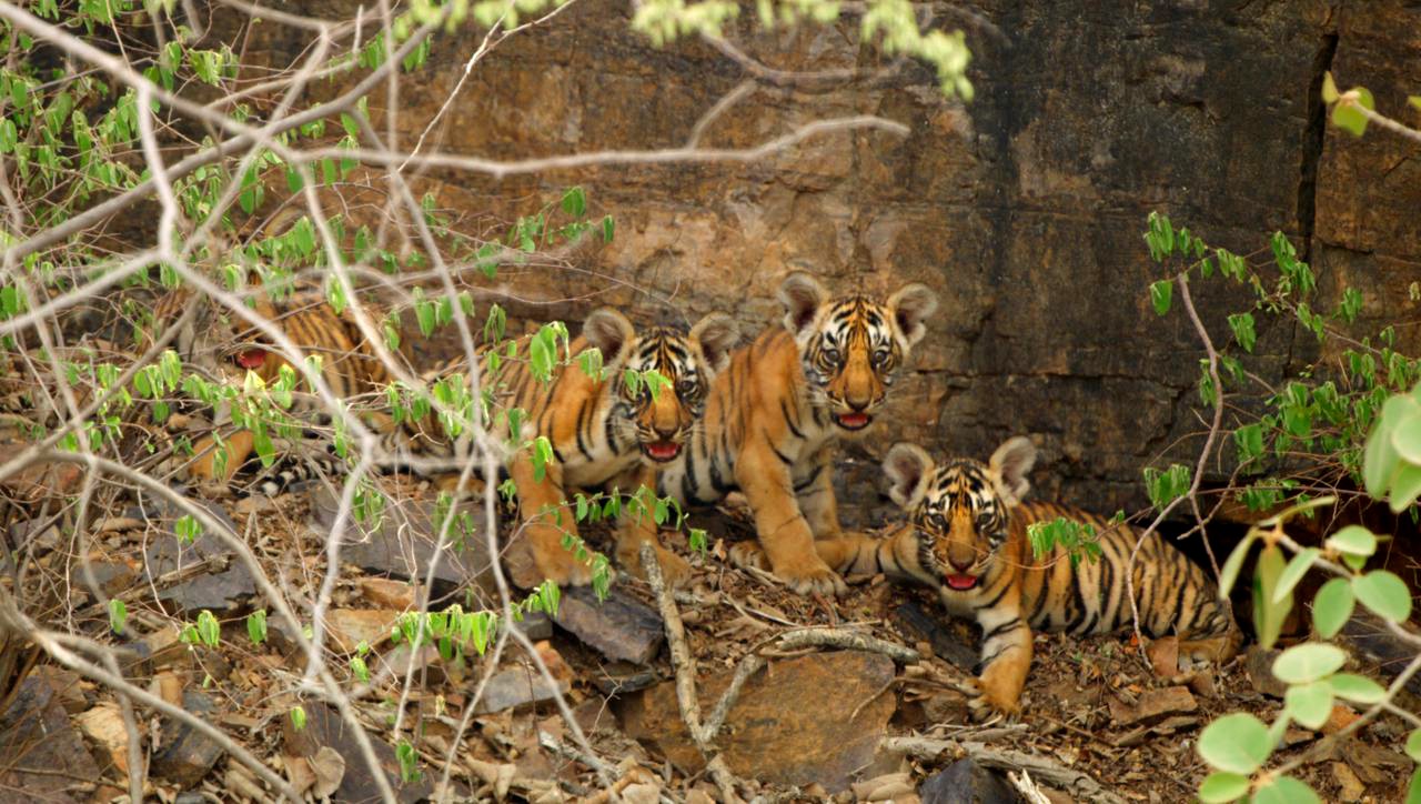 T-111 Cubs in Ranthambore