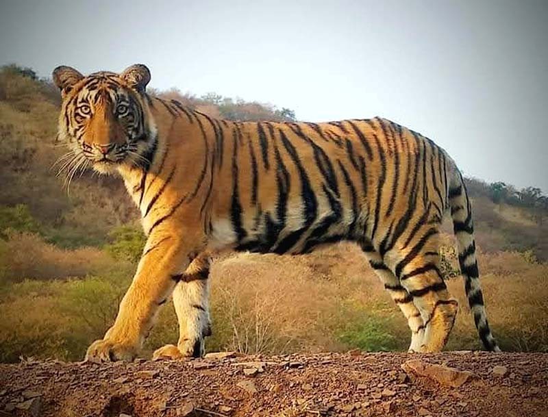 Tigress T114 and her cub died in Ranthambore National Park