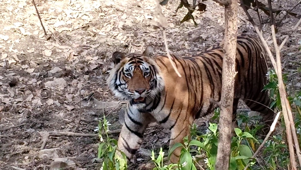 Fight between two tigers over the territory in Ranthambore, Tiger T-120 injured