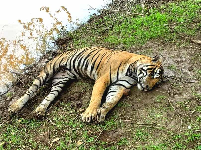 Tiger T 58 Found Dead in Ranthambore After Morning Buffalo Hunt