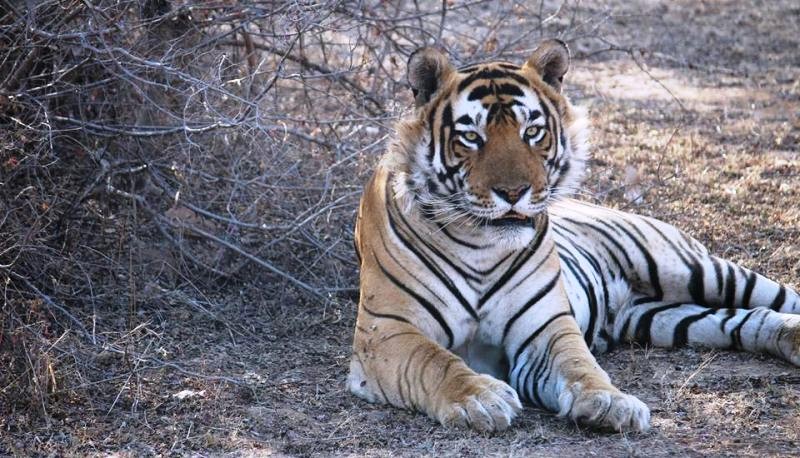 TIGER Ranthambore National Park