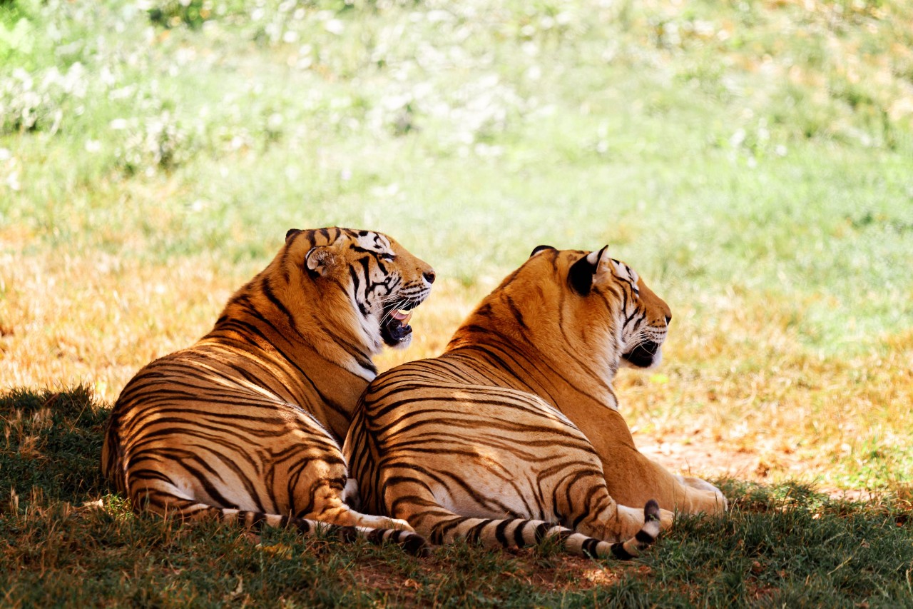 The Wildlife Wonderland ranthambhorenationalpark