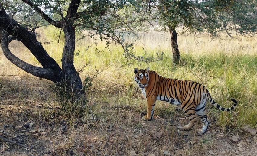 Tiger inhabitants out of ranthambore