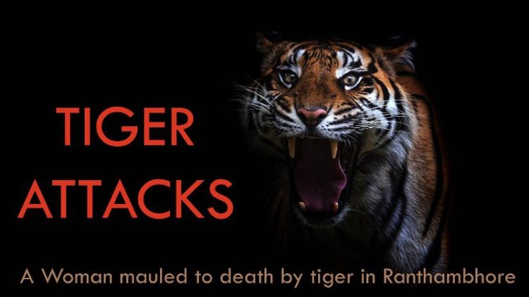 Tiger Attack in Ranthambore