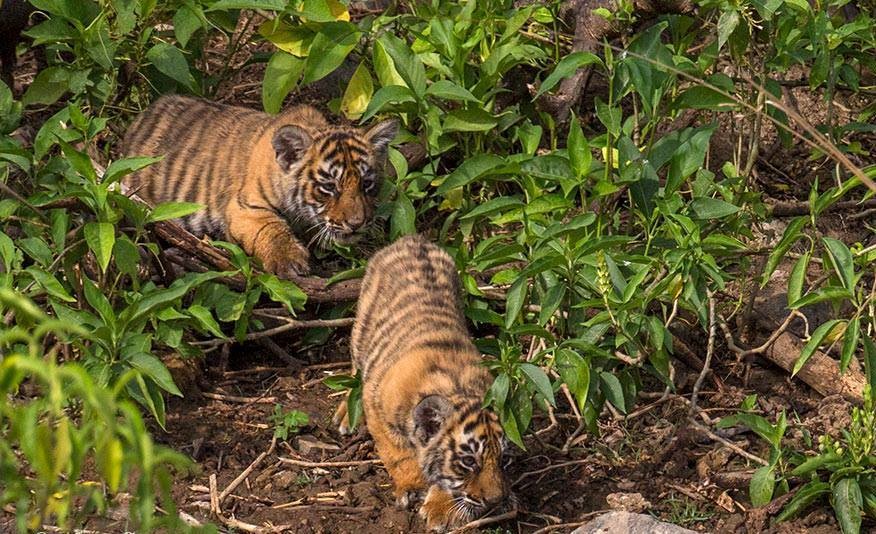 Tiger Cubs in Ranthambore1