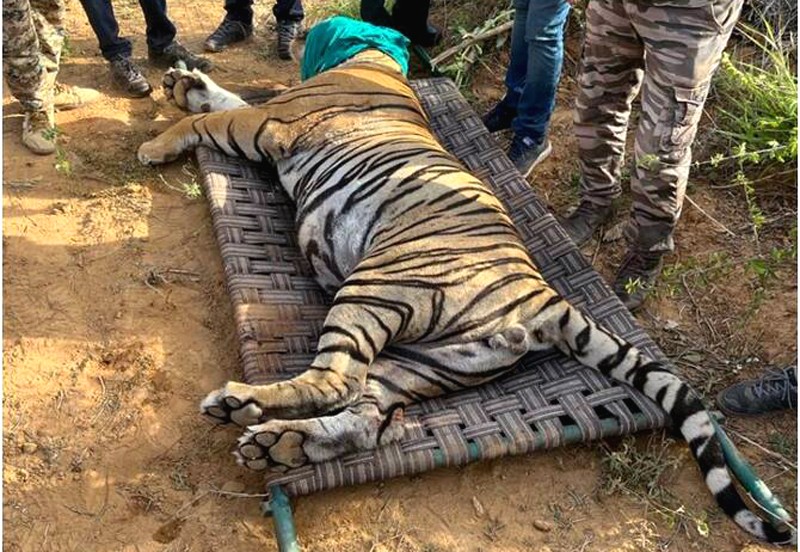 Ranthambore's dreaded tiger T104 shifted to Udaipur and died in the night