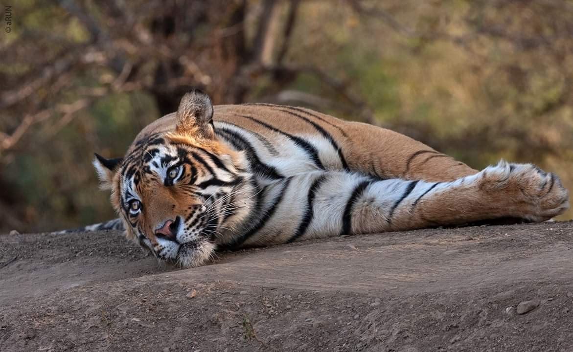 Tiger T-109 Died in Ranthambore
