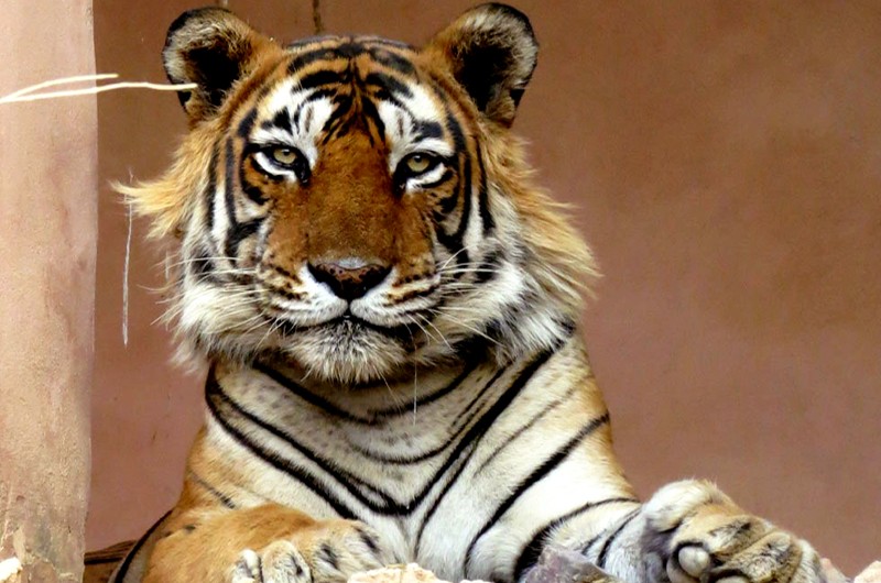 News: Male Tiger T 34 aka Kumbha dies in Ranthambore National Park