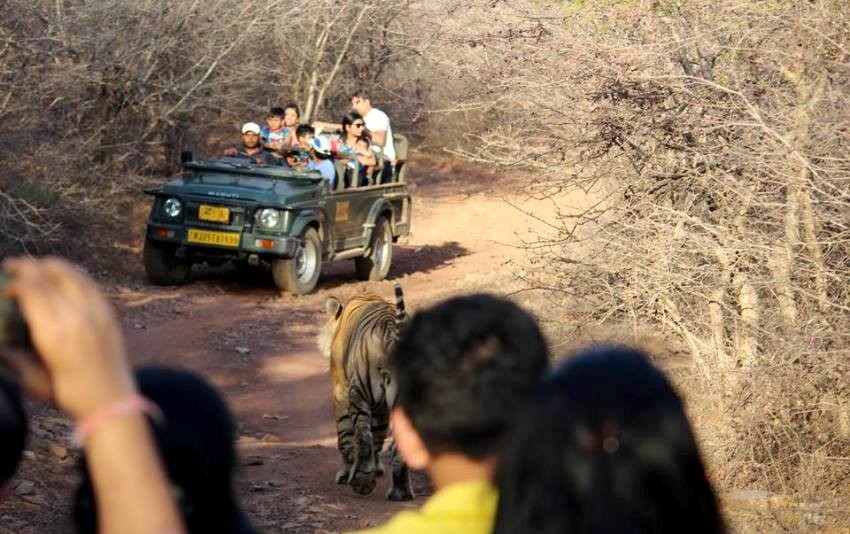 Tiger spotting on zone-10 Ranthambore