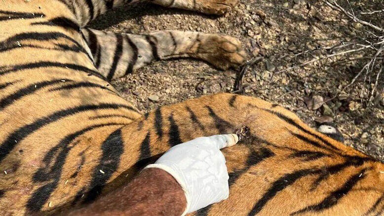 Tiger t-2312 Ranthambore