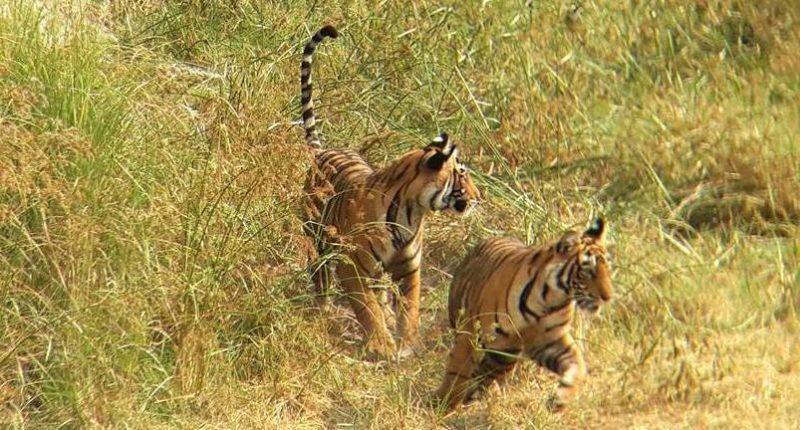 Tigers in Rathambore