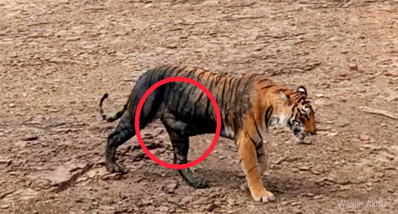 Tigress Arrowhead Ranthambore