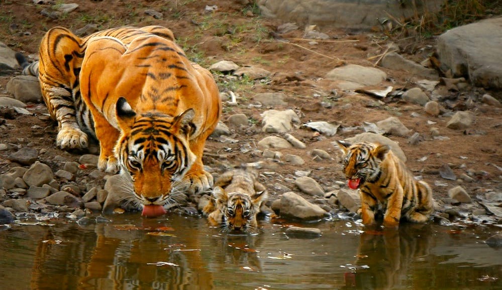 Tigress T-39 Noor spotted with 2 cubs for the first time in Zone 1 of Ranthambore National Park