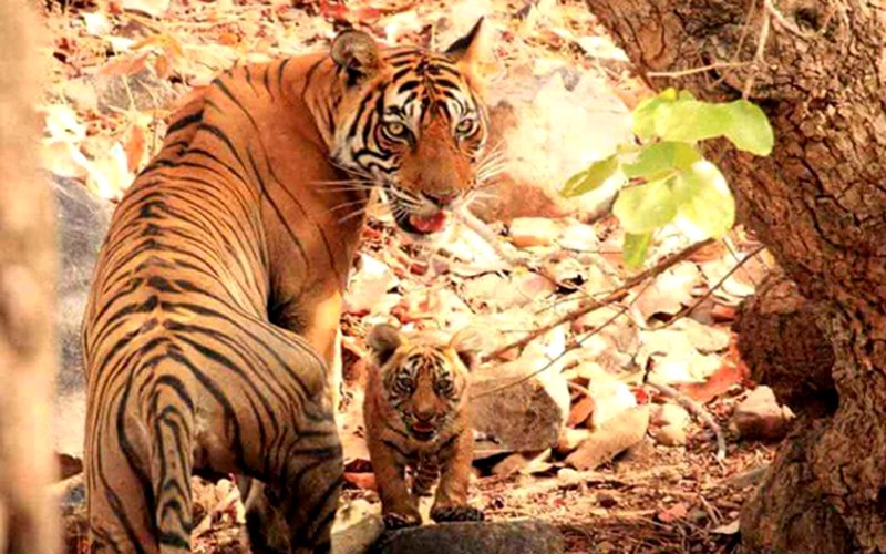 Tigress Noor became the first tigress of Ranthambore to give birth to cubs at the end of her life