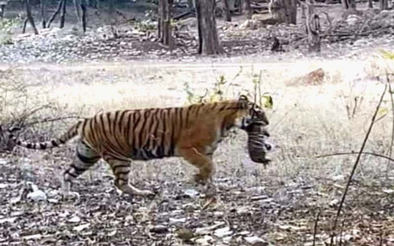 Tigress Noor T-39 gave birth to cub in Ranthambore National Park