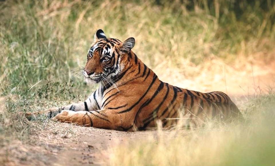 Tigress Riddhi Gives Birth to 3 Cubs in Ranthambore: A Triumph for Conservation Efforts