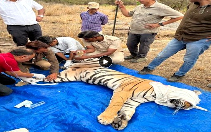 Tigress Riddhi T124 Treatmen