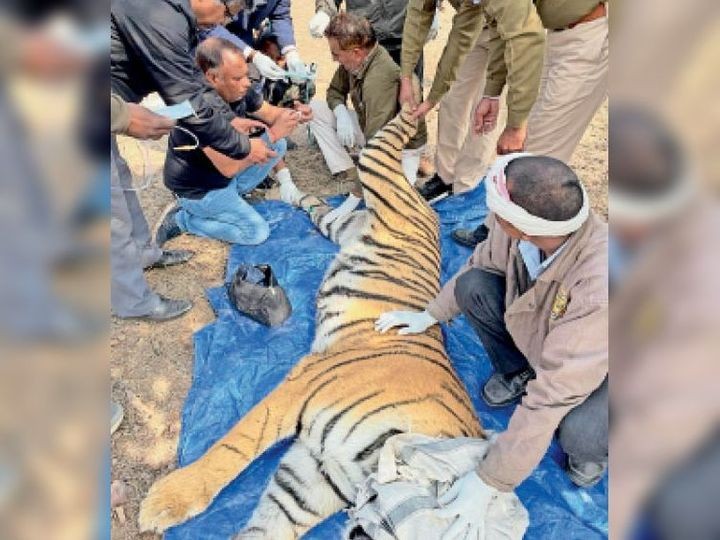 Tigress Riddhi Treatment in ranthambore