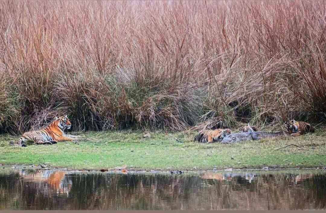 Tigress Riddhi and cubs with crocodile kill