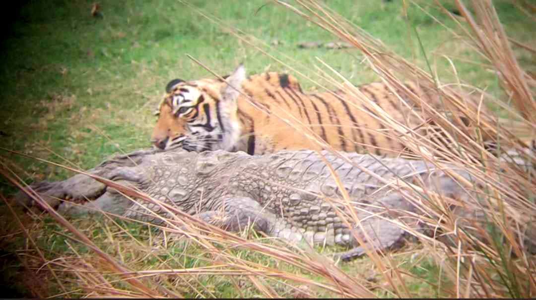 Tigress Riiddhi Hunted Crocodile in Ranthambore