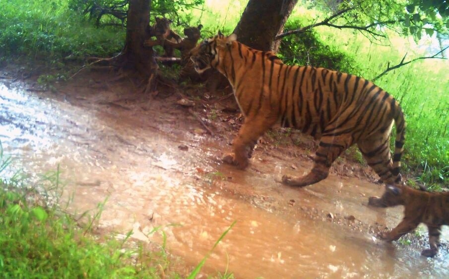 Exciting News from Ranthambore Tiger Reserve: Tigress Siddhi Welcomes Three Cubs!
