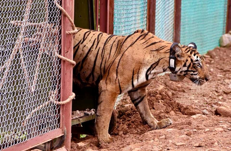 Tigress T 102 in Bundi