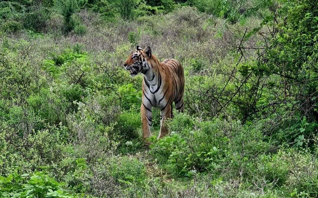 Tigress T-102 in Ramgarh Vishdhari Sanctuary Bundii
