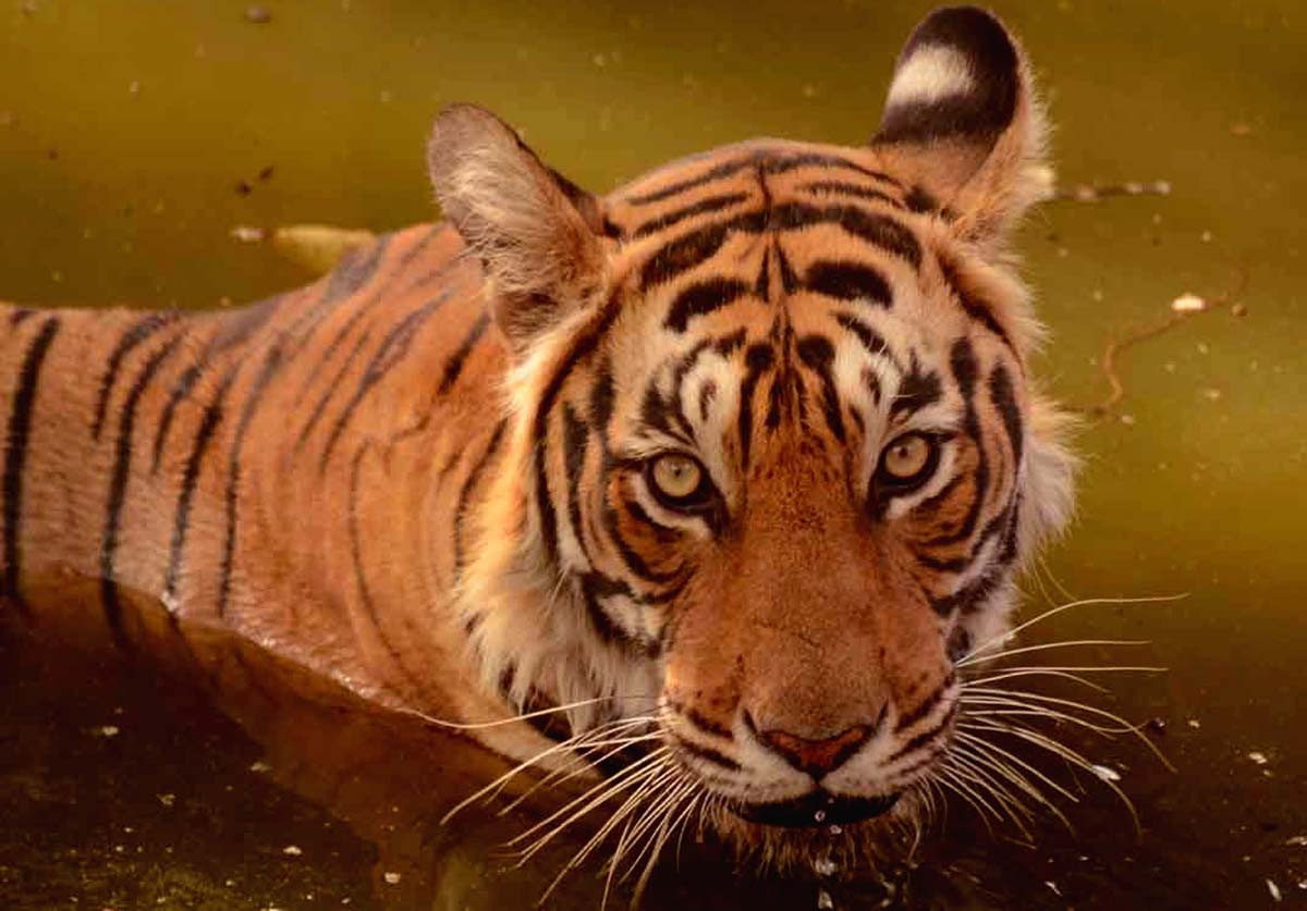 Famous Tigress T19 alias Krishna died in Ranthambore National Park