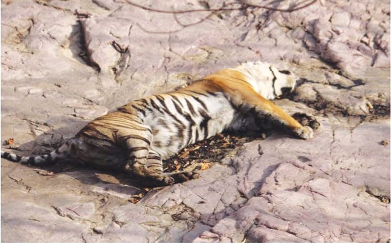 Tigress T-61 Dead in Ranthambore