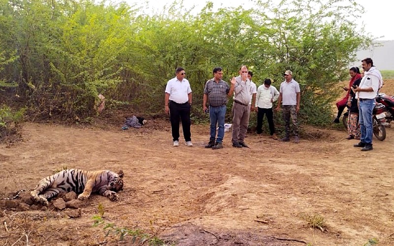 Tigress T-69 female cubs dead in Ranthambore National Park