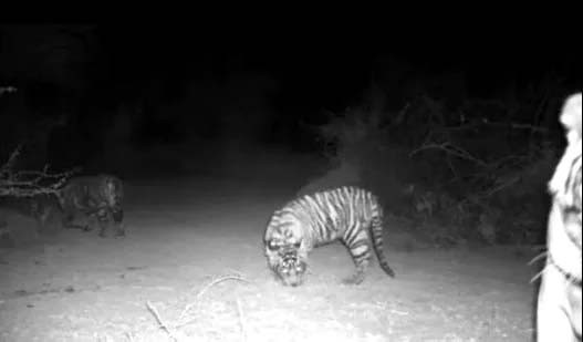 Tigress T-79 gave birth to two cubs in Ranthambore