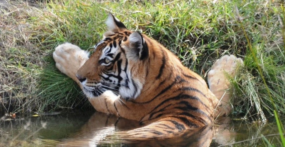 Wild Encounters: Tigress T-8's Captivating Interruption on Ranthambore's National Highway