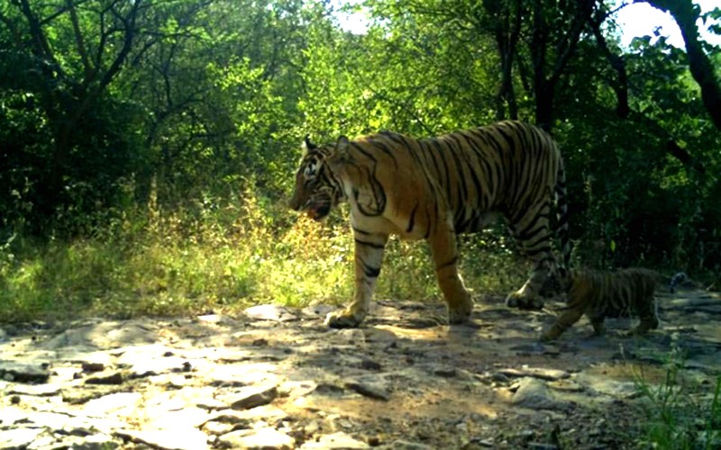 Tigress With Cubs in Ranthambore 