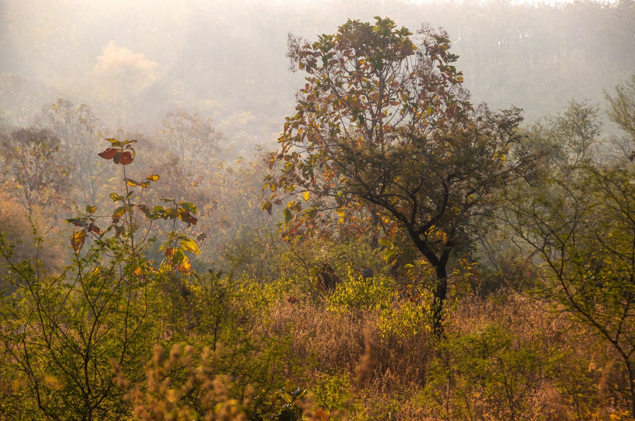 Various Safari Zones ranthambhorenationalpark