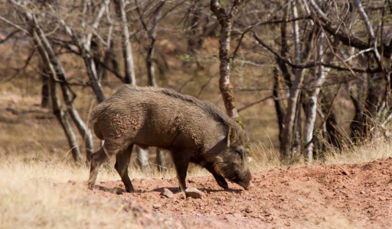 Wild boar
