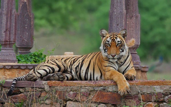 Wildlife Photography Tour in Ranthambore National Par