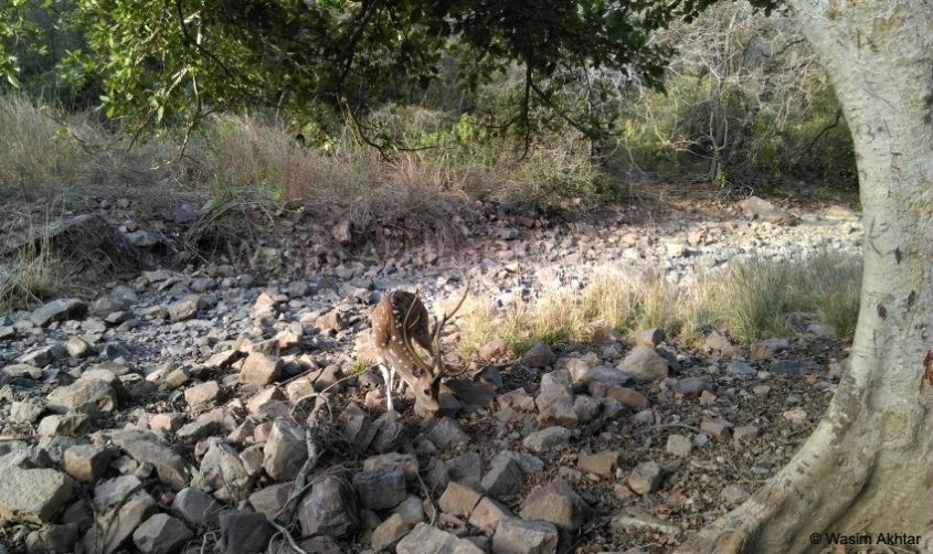 deer on the way to ranthambore fort