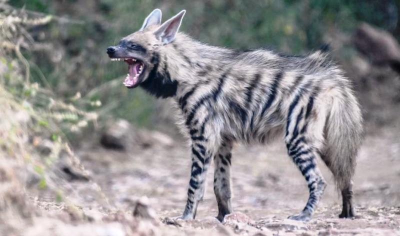 hyena
