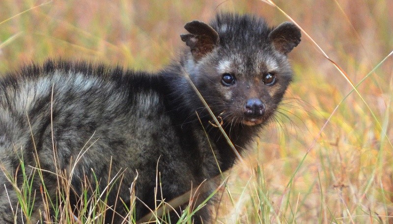 indian palm civet