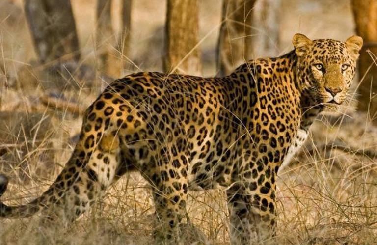 leopard
