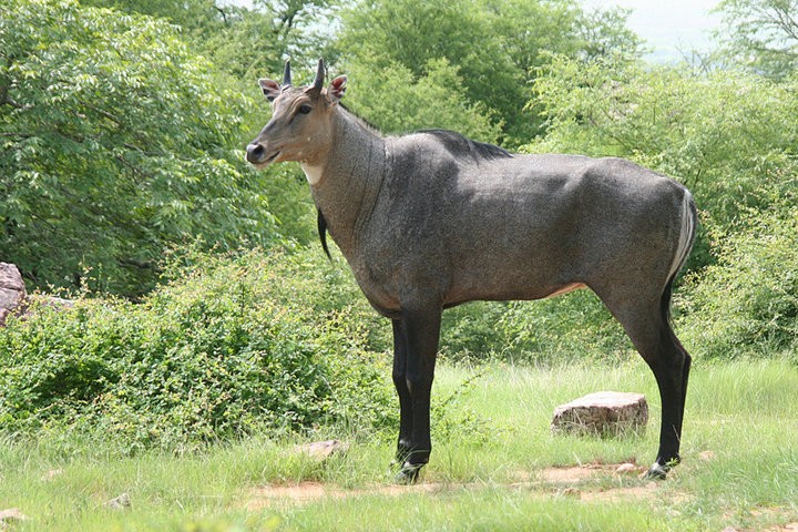 nilgai or blue bull