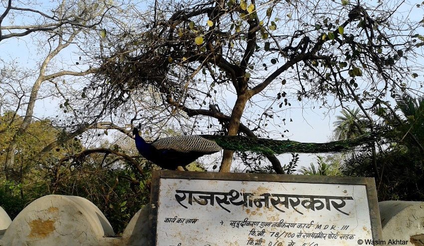pecock in ranthambore Fort