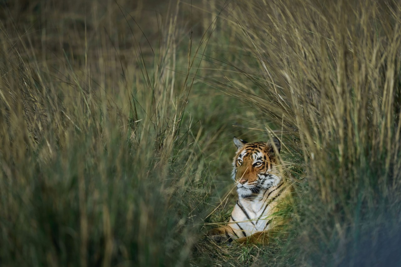 portrait of a tiger in its habitat 2023-11-27